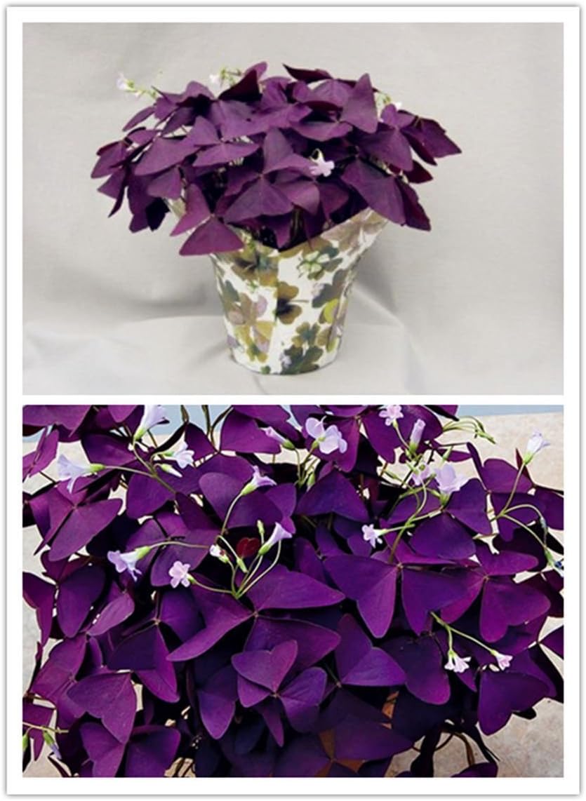 HUANGRU Purple Shamrock- Oxalis triangularis 10 Bulbs Easy Grow Perennial