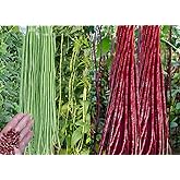 30PCS Green/Red Yard Long Bean Seeds Asian Noodle Asparagus Bean Seeds Set