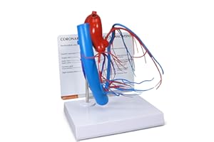 GPI Anatomicals - Coronary Arteries and Cardiac Veins Model, Replica of Cardiovascular System for Human Anatomy and Physiology Education, Anatomy Model for Doctor's Offices, Medical Learning Resources