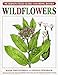 A Field Guide to Wildflowers Coloring Book (Peterson Field Guide Coloring Books) by Roger Tory Peterson Institute, Frances Tenenbaum