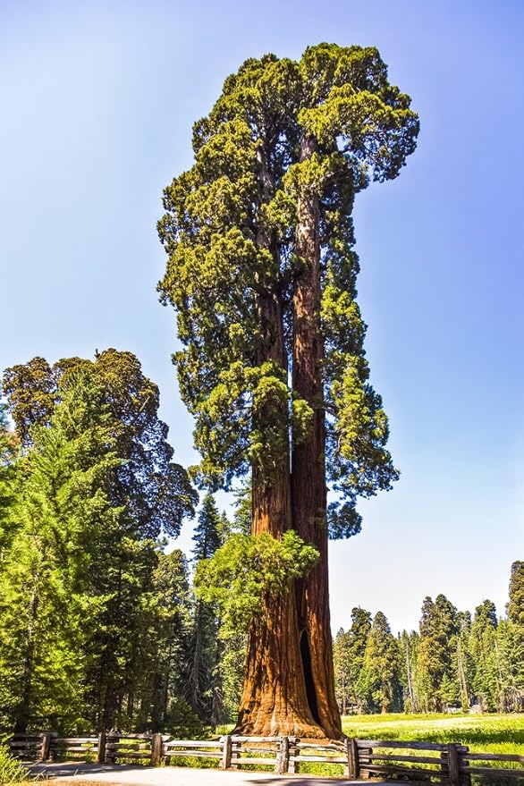 Coast Redwood 10 Seeds (Sequoia sempervirens) Tallest tree great as a