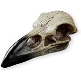 SHUS LIVE Halloween Raven Skull, Gothic Raven Decor Statue Animal Skull, Fake Bone Decor Crow Necklace Head Jewelry Pendant, Bird Skeleton Mask Crown, Witchy Gift for Men and Women (1 Pack)