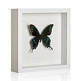 MUXIUNT 8×8 Shadow Box Picture Frame Display Cases