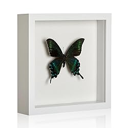 MUXIUNT 8×8 Shadow Box Picture Frame Display Cases