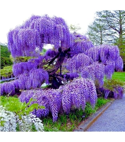 Amazon.com : Wisteria floribunda Lawrence, 12-16 inches Tall Rare