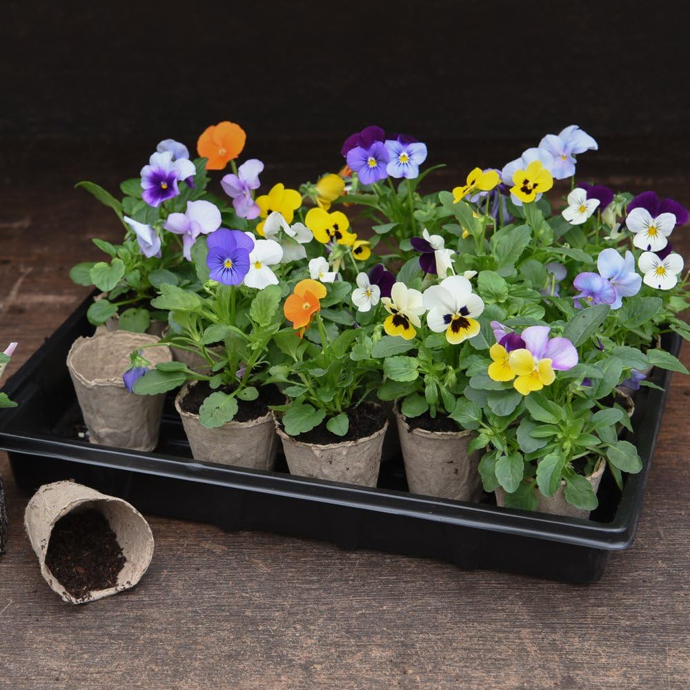 Thompson & Morgan Biodegradable Plant Fibre Seed Pots for Seeds Seedlings & Cuttings, An Eco-friendly Alternative to Plastic - Image 4