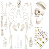 Disarticulated Human Skeleton Model for Anatomy 67 inch High, Full Size | EVOTECH SCIENTIFIC Skeleton Models with Skull, Spine, Bones, Articulated Hand & Foot, for Anatomy Medical Learning