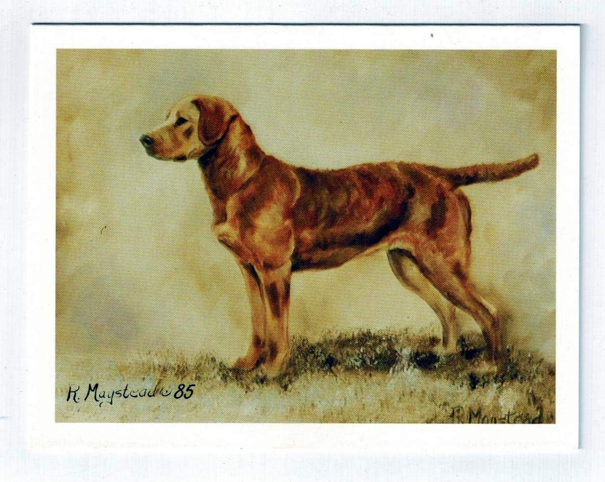 chesapeake bay retriever lovers