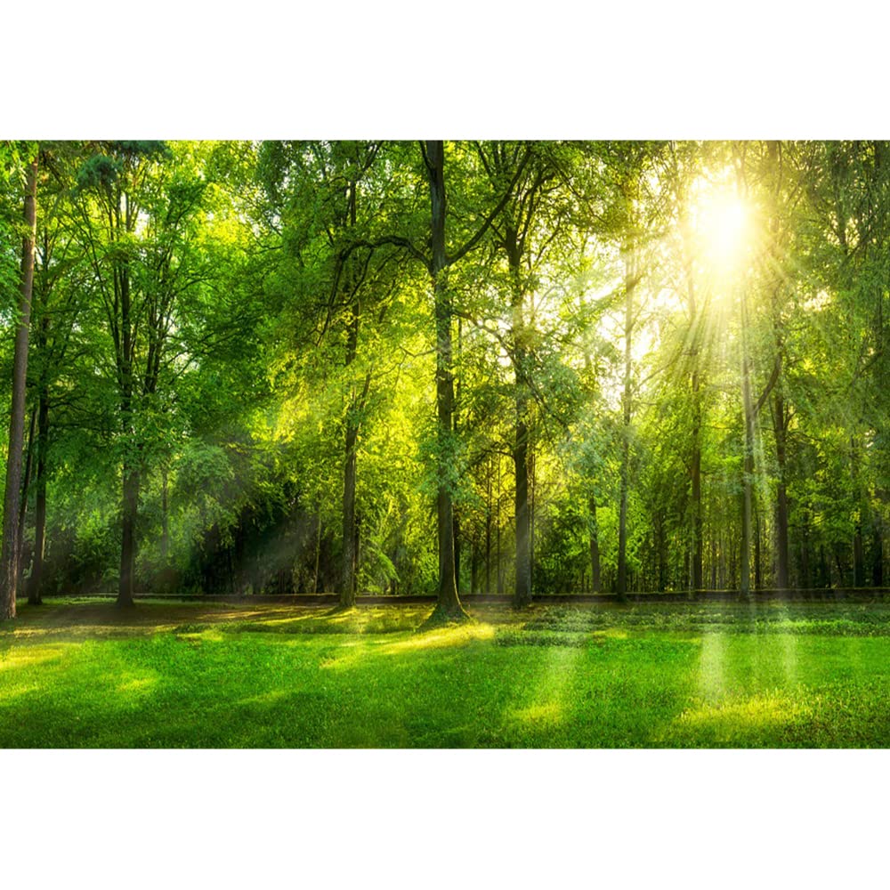 Aoihrraan 2,2x1,5m Spring Forest Scenery Backdrop Jungle Rainforest Green Trees Lawn Sunshine Nature Landscape Photography Background Wedding Shoots Outdoor Picnic Party Decor Photo Studio Props