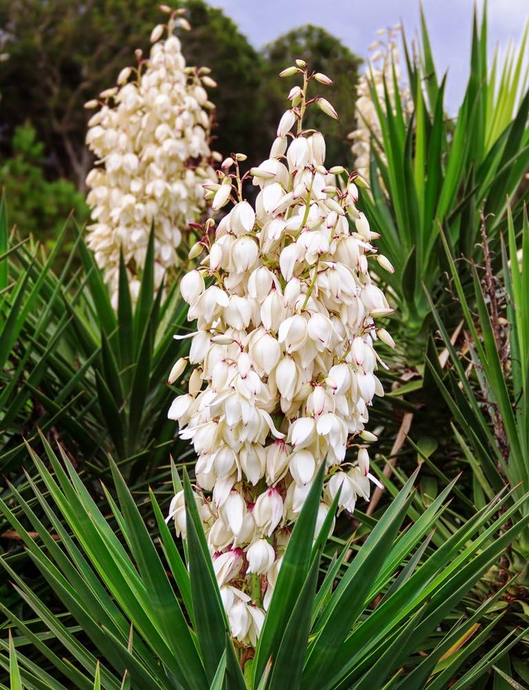 Yucca, Adam's Needle Seeds - Yucca filamentosa -: Amazon.co.uk: Garden
