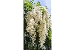 Jasmine Seeds Climbing Jasmine Plant Seeds, Fragrant Evergreen Flower Seed, Beautiful Fragrant Flower Perennial for Indoor & 