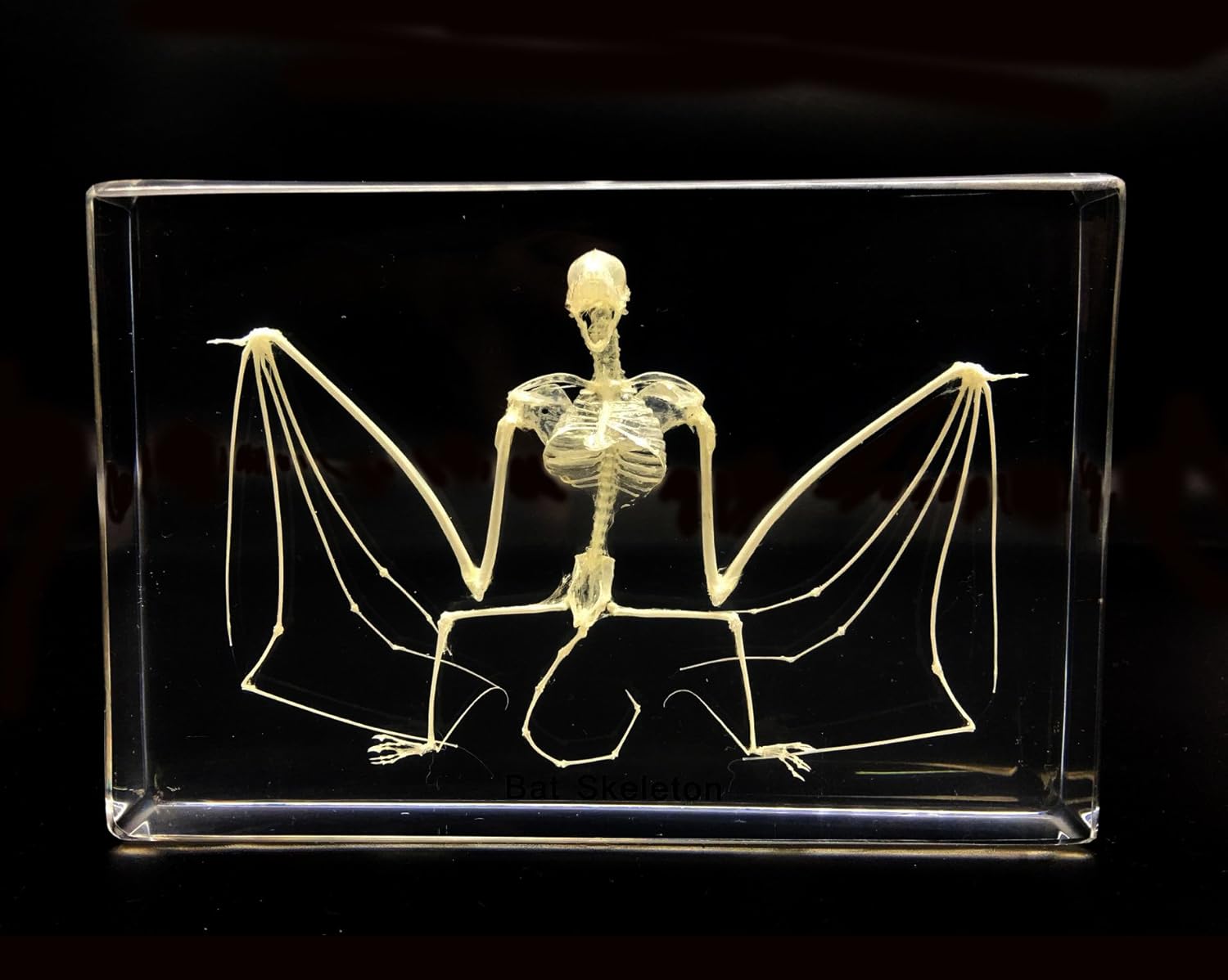 Real Bat Skeleton Specimen in Acrylic Block Paperweights Science Classroom Specimens for Science Education