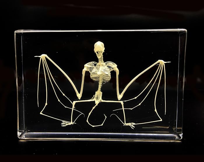 Real Bat Skeleton Specimen in Acrylic Block Paperweights Science Classroom Specimens for Science Education