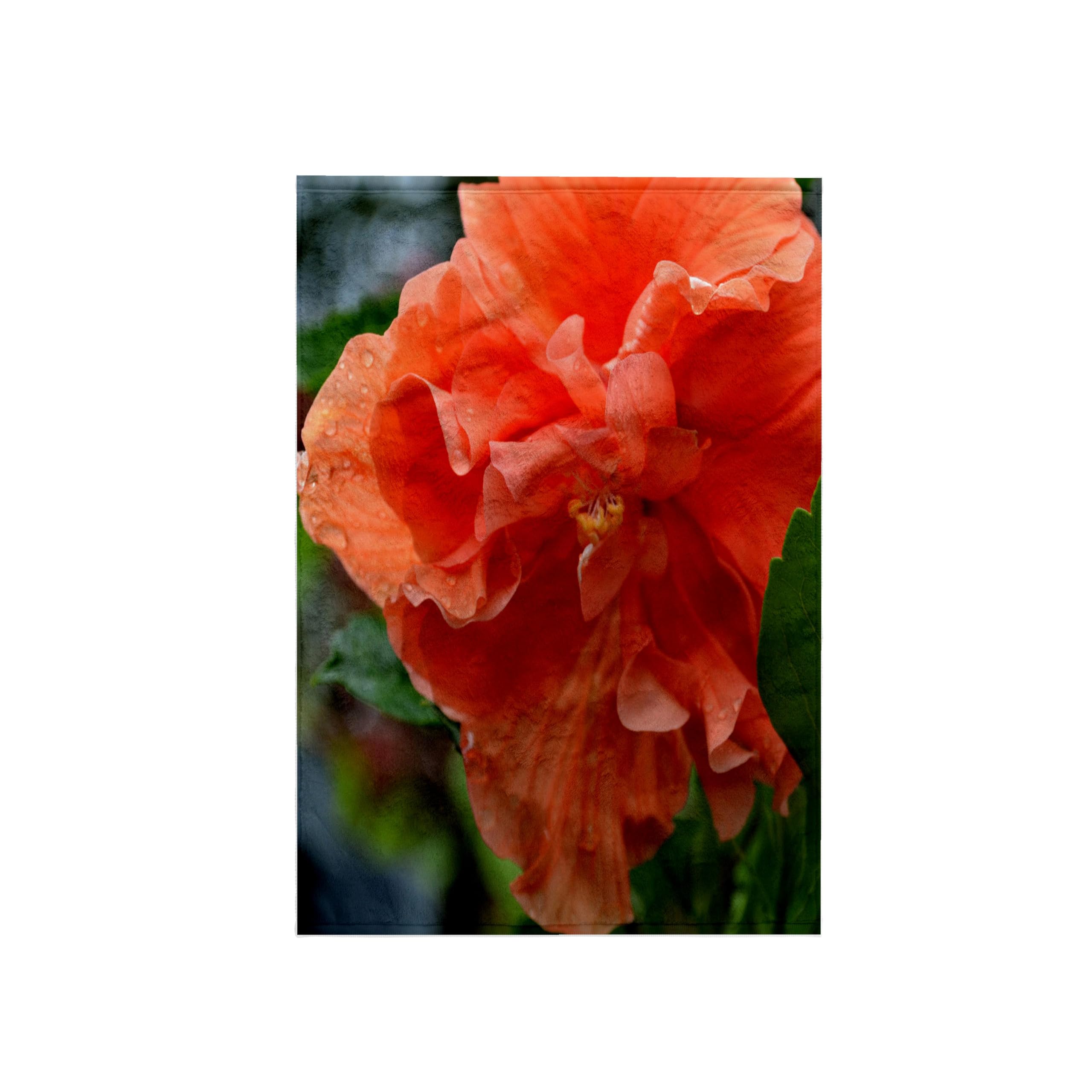 3dRose A Beautiful Peach Coloured Fancy Hibiscus Towel, White, 15 x 22-Inch