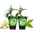 Vanilla Bean Orchid Live Plant (2-Pack) - Vanilla planifolia by Wellspring Gardens - Fragrant Vanilla Beans, Versatile Vine, Tropical Elegance, Aromatic Treasure - Vanilla Bean Starter Plant