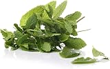 HERBAL AGE Mint Seeds Plants Grow Your Own Herb Garden Kit ~300 Seeds UK view 4