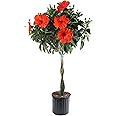 Costa Farms Hibiscus Braided Live Plant - 42" Tall Flowering Houseplant - Indoor or Outdoor Garden Plant, Vibrant Blooms, Grower's Choice