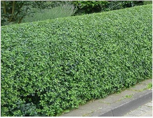 Stk 100x Ovalblattriger Liguster Hecke Ligusterhecke Pflanzen K P280 Seeds Plants Shop Samenbank Pfullingen Patrik Ipsa Amazon De Garten