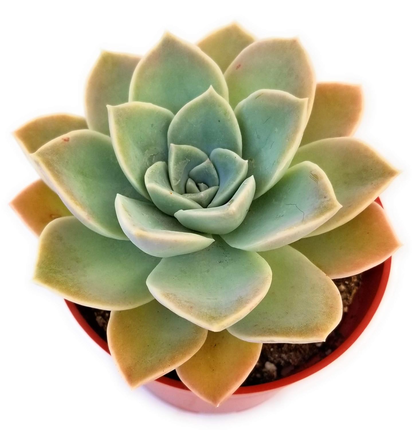 Fat Plants San Diego Live Echeveria Succulent Plant 2 Inch Black Prince Patio Lawn Garden Gardening