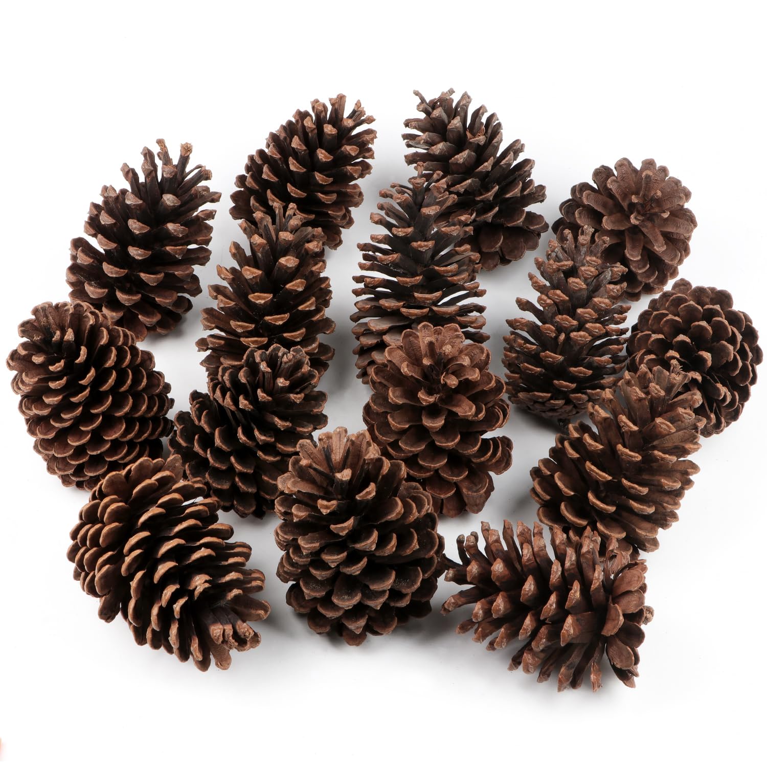 12Pcs Natural Fir Pine Cones 3" TO 4.5" Tall Large Pine Cones Ornaments for Crafts DIY Florist Xmas Wreaths Garlands Wedding Christmas Tree Decoration