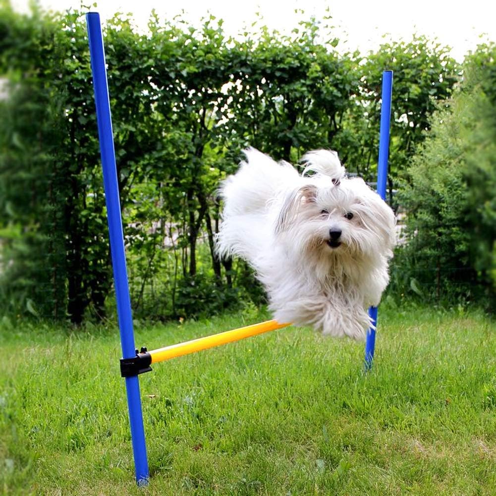 outdoor dog training equipment
