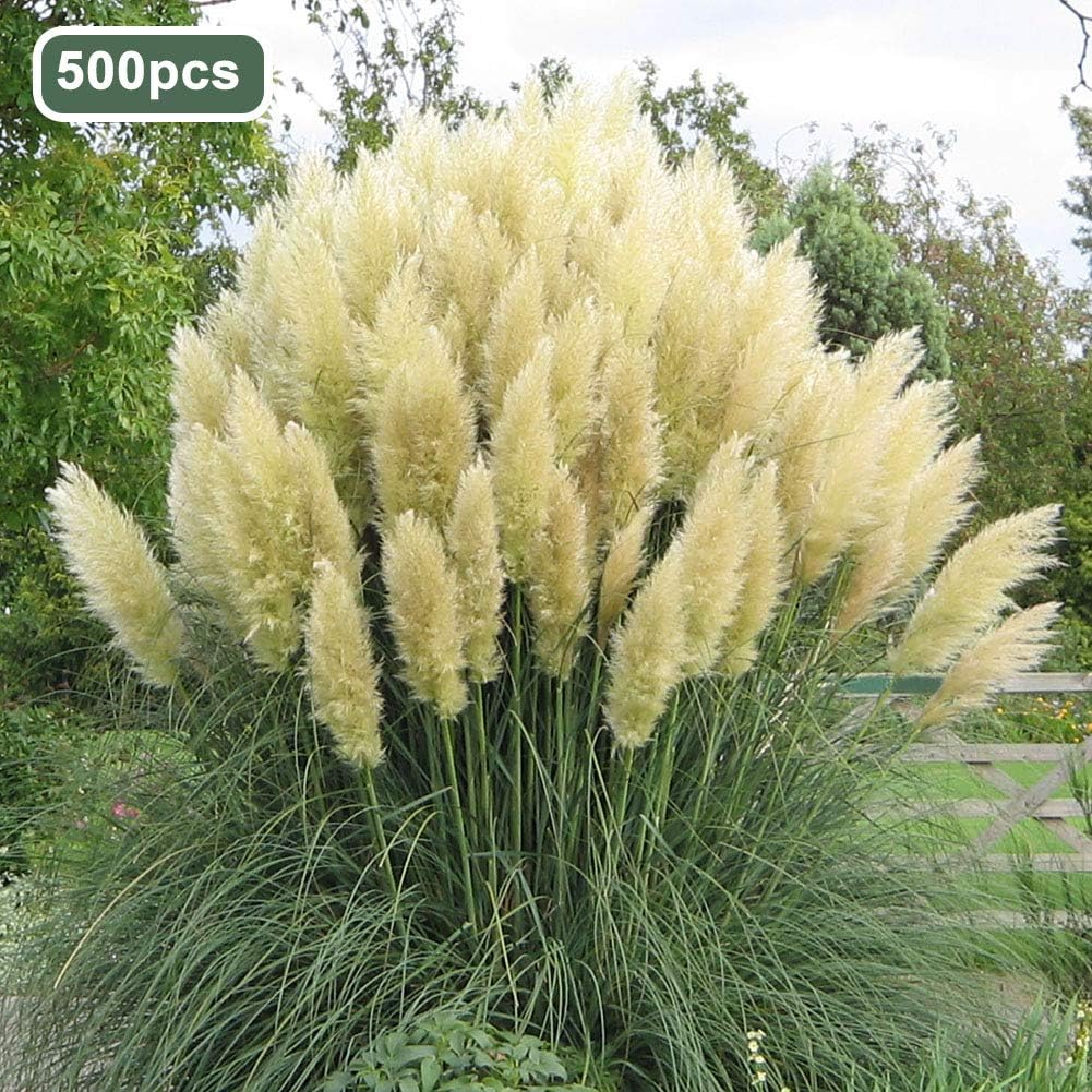 Mggsndi 500Pcs Pampas Grass Ornamental Plant Seeds Garden Yard Growing DIY Home Decor Heirloom