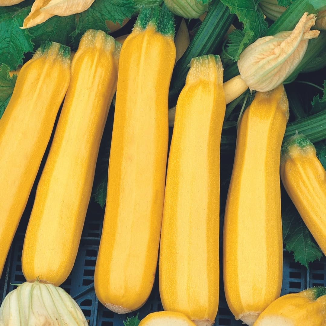 PREMIER SEEDS DIRECT - COURGETTE/Zucchini - Golden Zebra F1-10 Finest Seeds