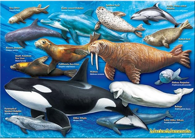 Amazon カロラータ ハクジラ 海獣類 A３サイズ ７２０ピース ミュージアム ジグソーパズル ジグソーパズル おもちゃ