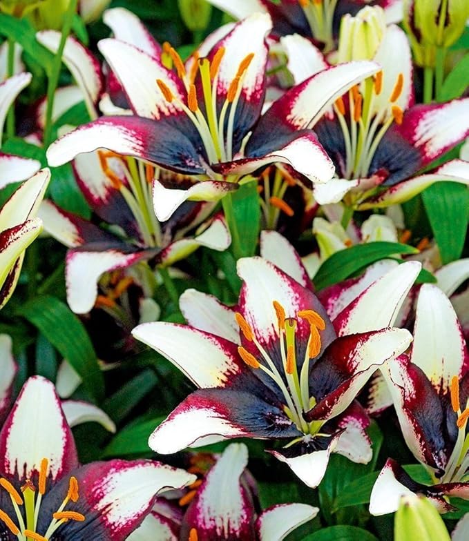 MyRedRose Lilie 'Netty´s Pride',3 Knollen