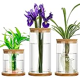 Maxcheck 3 Pcs 3 Sizes Plant Propagation Station Separated Glass Plant Terrarium Water Hydroponic Planter Holder with Lid and Wooden Stand Propagation Vase Pot for Home Indoor Office(Common Sizes)