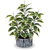 Artificial Plants Decor Greenery Fake Ficus White-edged Leaf with Seeds Indoor Potted 14" Fake Plant in Rustic Black Ceramic Planter for Farmhouse Room Bathroom Bedroom Kitchen Office Table Desk Decor
