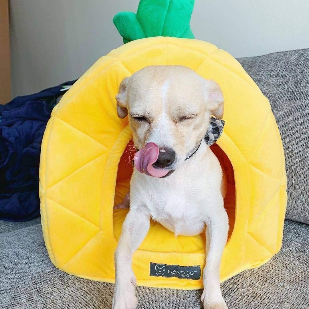 pineapple dog bed nandog