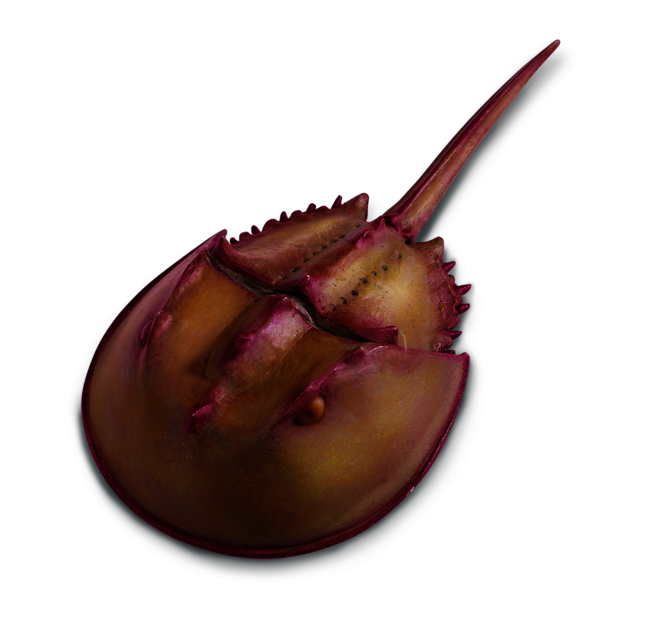 Safari Ltd. Incredible Creatures Horseshoe Crab Buy Online in United