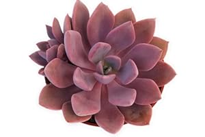 Fat Plants San Diego Live Echeveria Succulent Plant in a 4 inch Plastic Growers Pot (4 inch, Graptoveria Debbie)