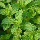 Newlands 8 Mixed Garden Herb Plug Plants – Ready to Pot, Labeled view 8