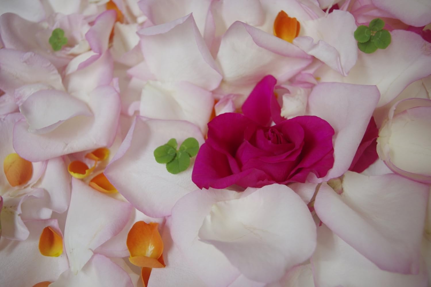 Amazon お風呂に入れるバラ バラ風呂用 バス用品 ホーム キッチン オンライン通販