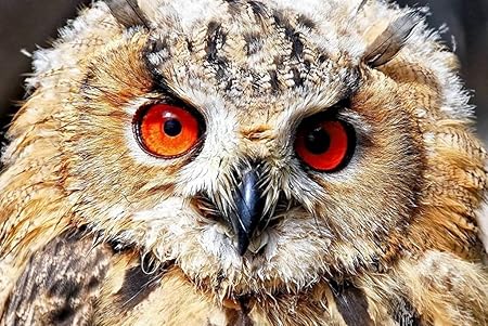 Amazon Co Jp A3 ポスター フクロウ目捕食鳥 壁紙ウォールステッカーポスター A3 4x297mm Generic