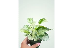 ANAYA'S OASIS Manjula Pothos Live Plant 4” Climbing Vining Live House Plant for Home, Office, Weddings, Decor, Gifts - Easy Care, Beginner Friendly Live Houseplant