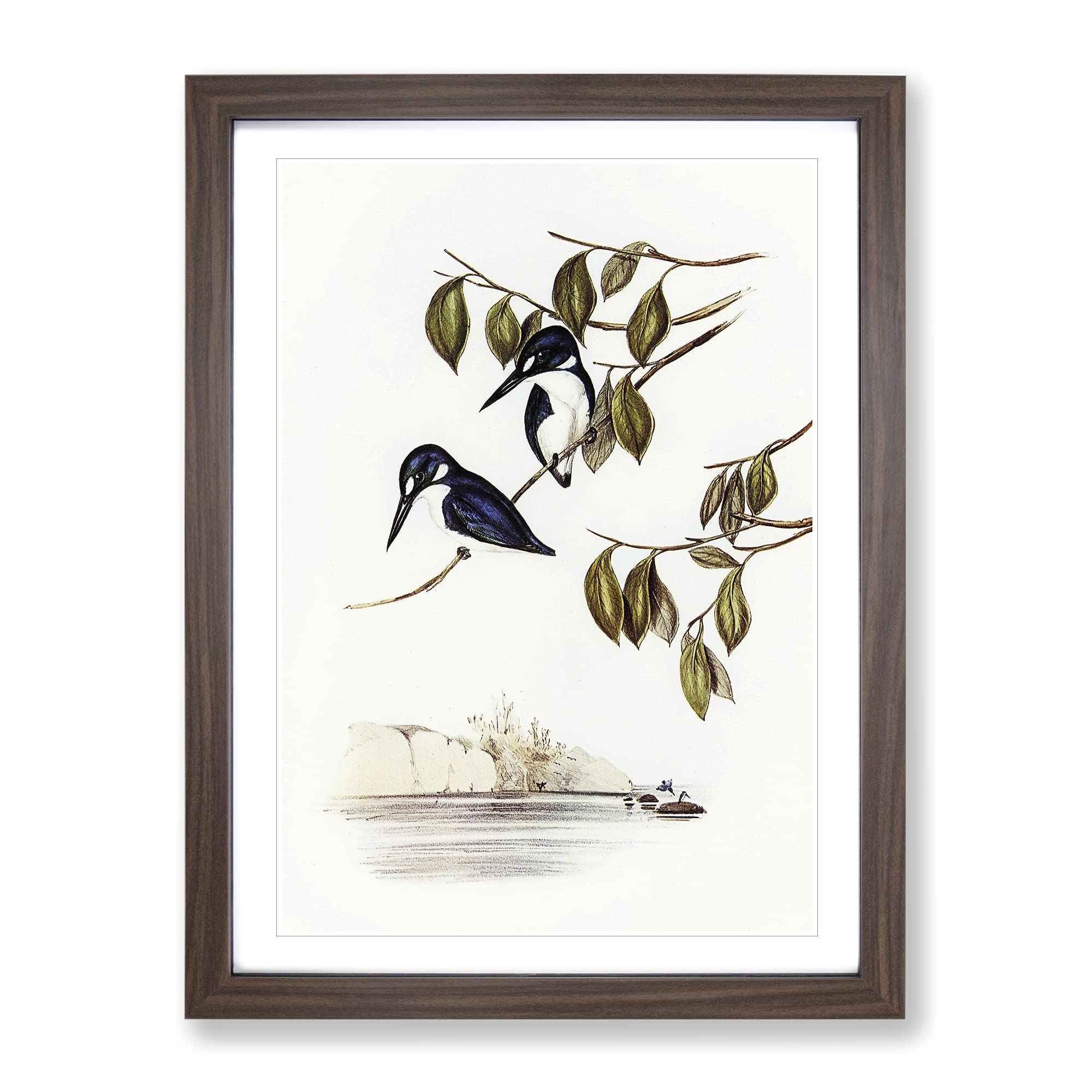 Little Kingfishers By Elizabeth Gould Vintage Framed Wall Art Print, Ready to Hang Picture for Living Room Bedroom Home Office Décor, Walnut A4 (34 x 25 cm)