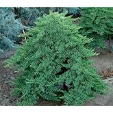 RedCrocus - RedCrocus Nana Japanese Garden Juniper- Low-Growth Evergreen Shrub for Landscaping &amp; Rock Gardens 3 Gallon