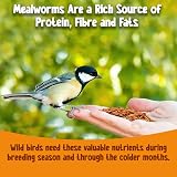 Chubby Mealworms 5 Litre Dried Mealworms for Birds Reptiles Protein view 4