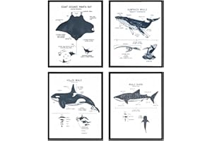 Whale Shark Posters Wall Art Prints Decor Set of 4, Shark poster, Ocean Beach Room Decor Posters, Ocean Marine Life Education
