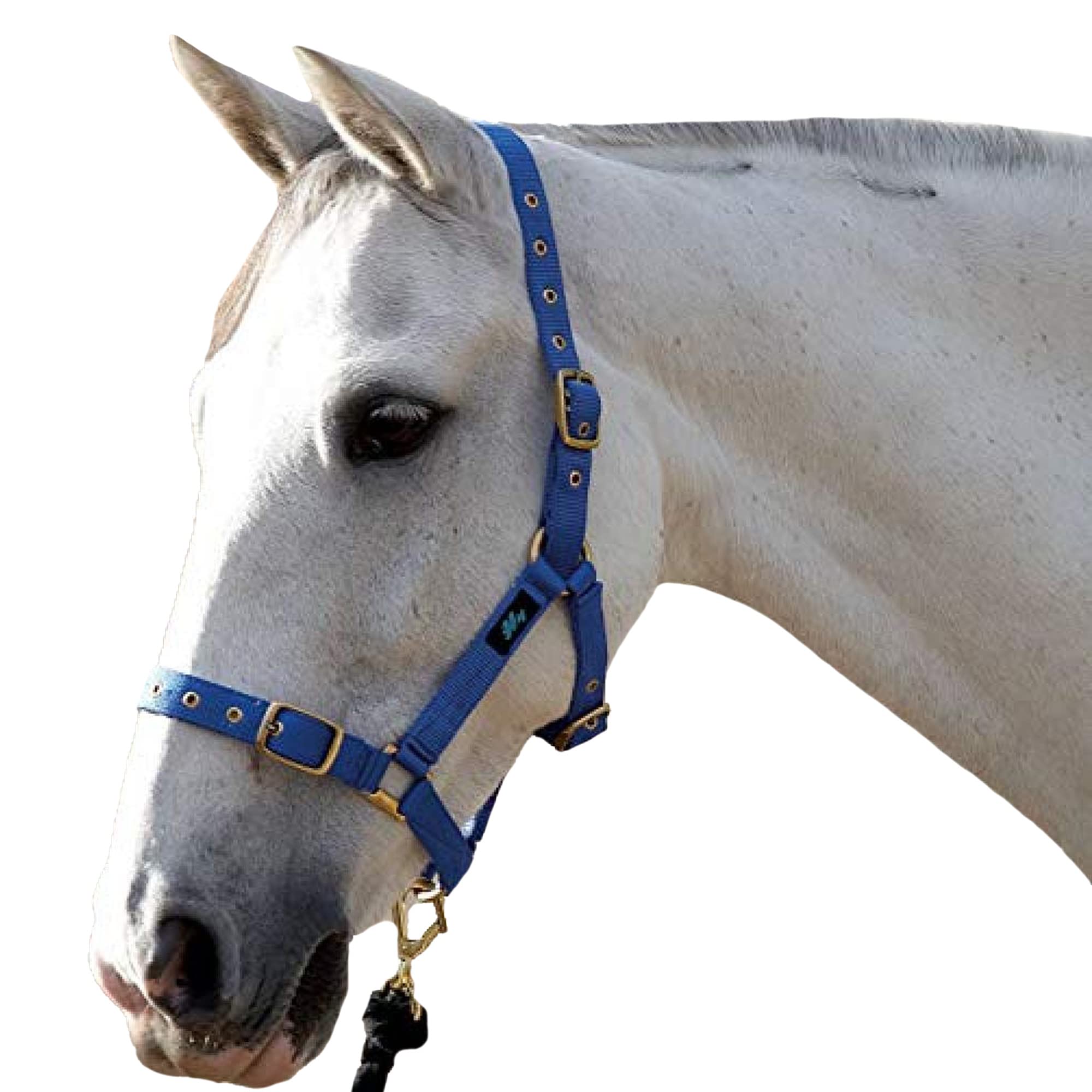 Hy Holly Fully Adjustable Headcollar(Royal, Cob)