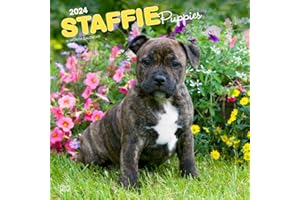 Staffordshire Bull Terriers Puppies | 2024 12 x 24 Inch Monthly Square Wall Calendar | BrownTrout | Staffies Dog Breeds