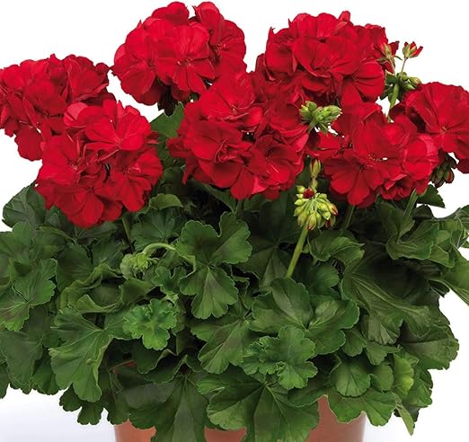 Volmary Set Di Piantine Per Neonati Gerani Rossi E Verbenen Colore Bianco Piante Da Bambino Da 8 Cm Amazon It Giardino E Giardinaggio