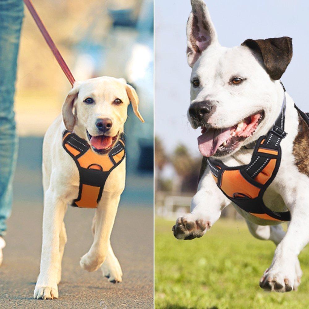 eagloo dog harness