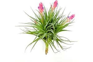 RAGNAROC Air Plants - Flowering Tillandsia Rose BAER, Large 5" - 1ct - Live Arrival Guaranteed - House Plants for Home Decor & Gift