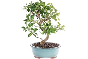 BRUSSEL'S BONSAI Brussel's Live Golden Gate Ficus Indoor Bonsai Tree - 7 Years Old; 8" to 10" Tall with Decorative Container