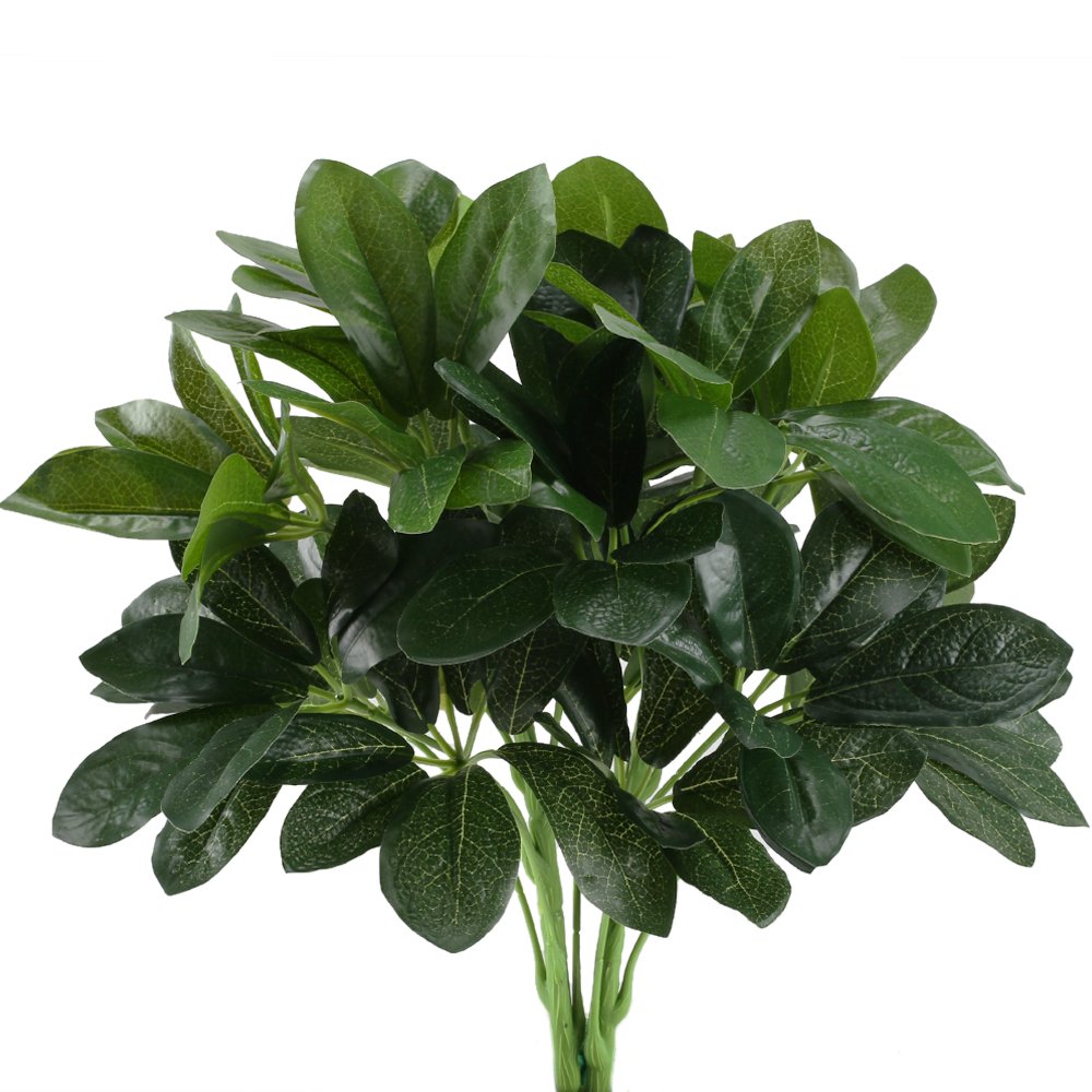Best Green Home Decor Shrub