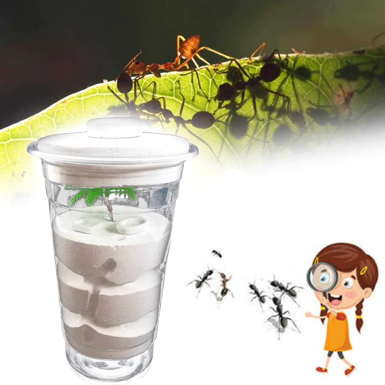 Amazon Co Jp Akindou アリの飼育 アリの巣 観察キット飼育キット アリ城 コロニー 生物 自由研究 生体 カップ型 おもちゃ